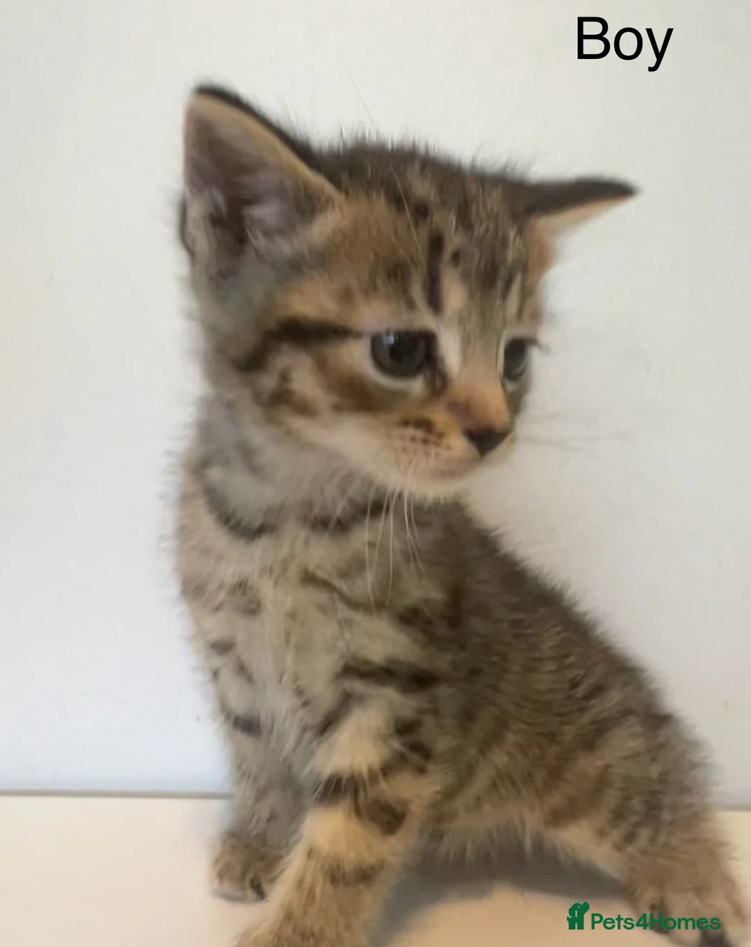 Bengal cats for sale: 2 gorgeous bengal mix kittens  - Advert 6