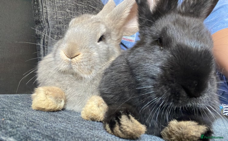 Continental Giant rabbits - Advert 10