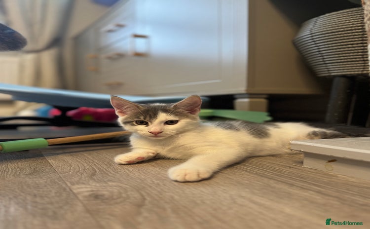 Mixed Breed cats - Advert 15