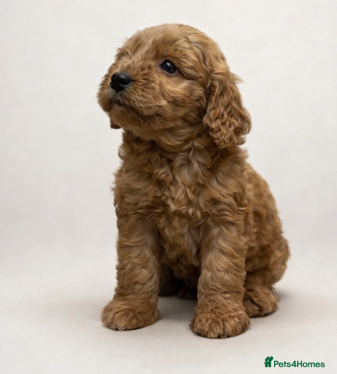 Cockapoo dogs for sale: Beautiful cockapoo  - Advert 2