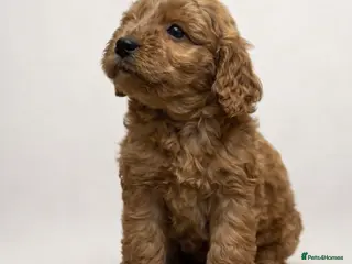 Cockapoo dogs Beautiful cockapoo - Advert 4