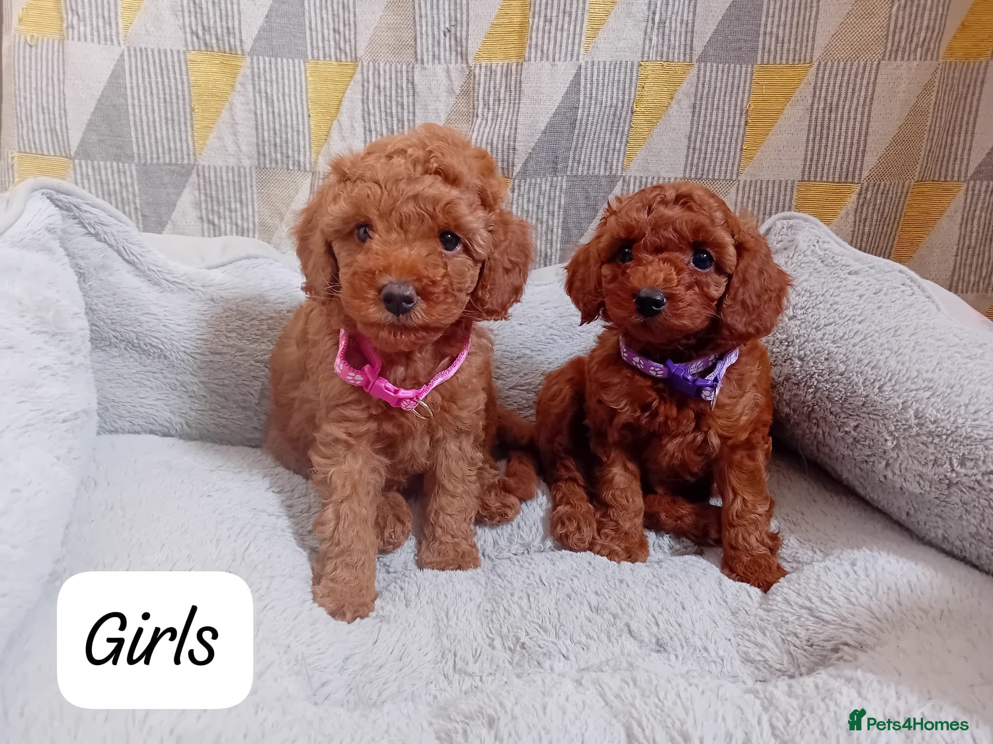 Cavapoo dogs Cute and cuddly F1B Cavapoos - Advert 4