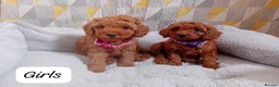 Cavapoo dogs for sale: Cute and cuddly F1B Cavapoos - Advert 1