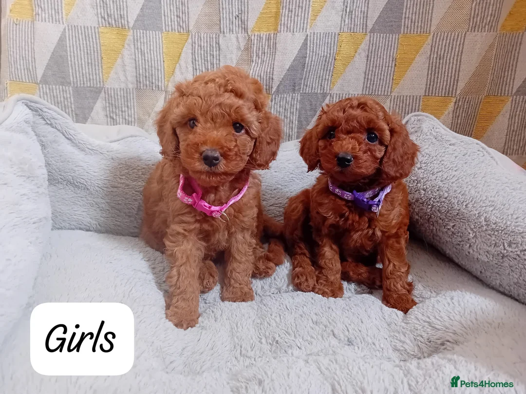 Cavapoo dogs for sale: Cute and cuddly F1B Cavapoos - Advert 1