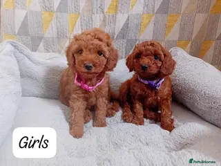 Cavapoo dogs Cute and cuddly F1B Cavapoos - Advert 1