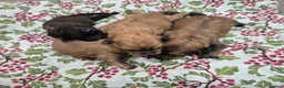 Shihpoo dogs for sale: Shihpoo Puppies - Advert 6