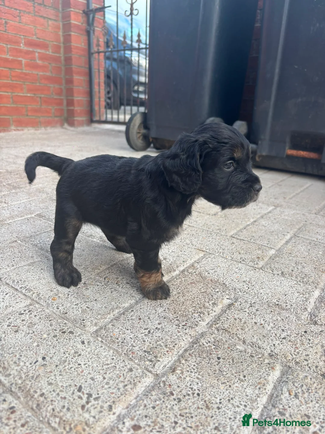 Cocker Spaniel dogs for sale: Stunning kc registered working cocker spaniels - Advert 2