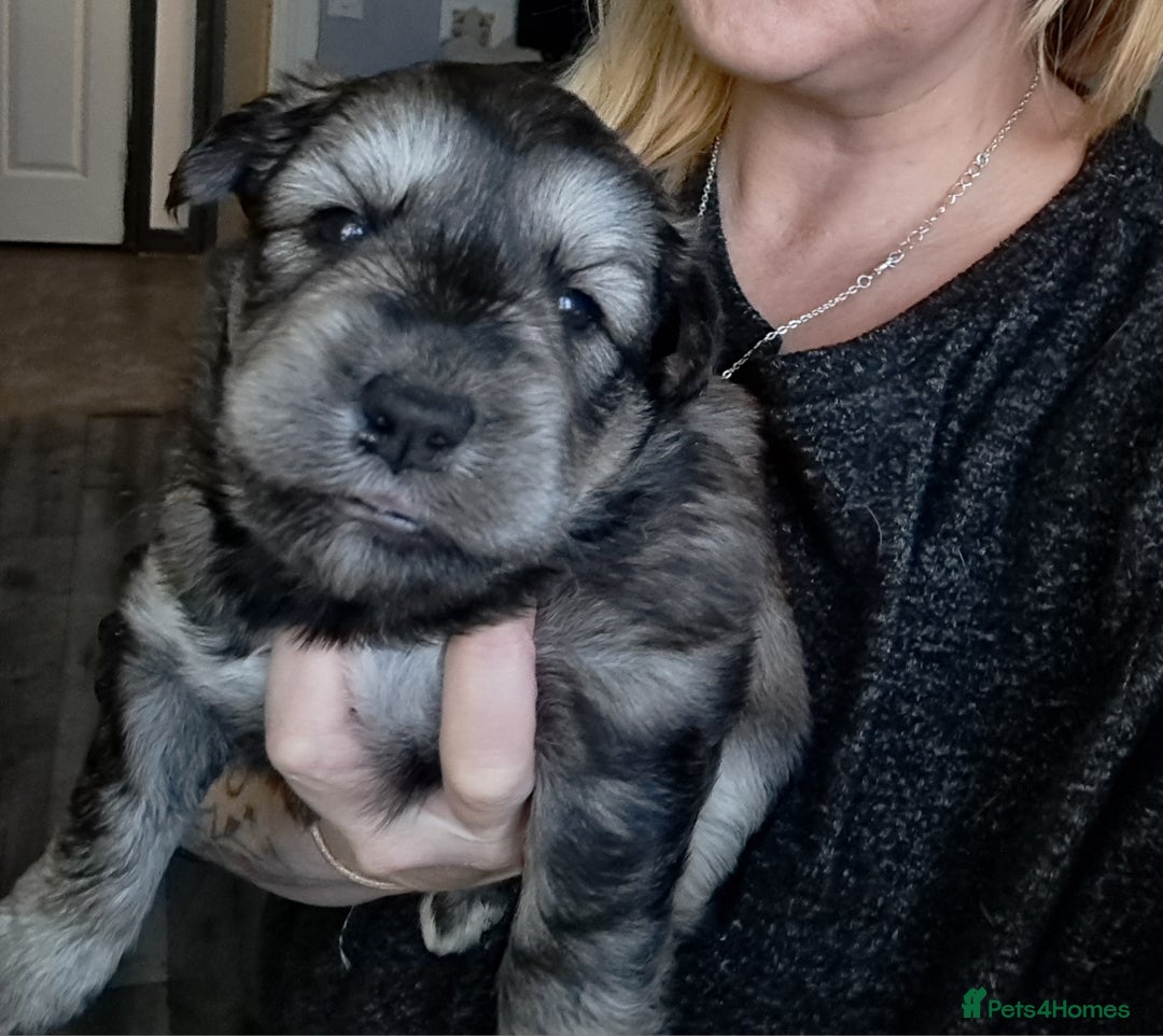 Mixed Breed dogs for sale: Husky x Lab Pup - Advert 2