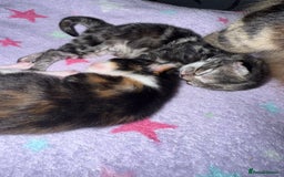 Mixed Breed cats for sale: 1 female tabby & 1 female calico  - Image 8