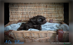 Shih Tzu dogs for sale: Stunning KC chocolate imperial Shihtzu puppies - Image 6