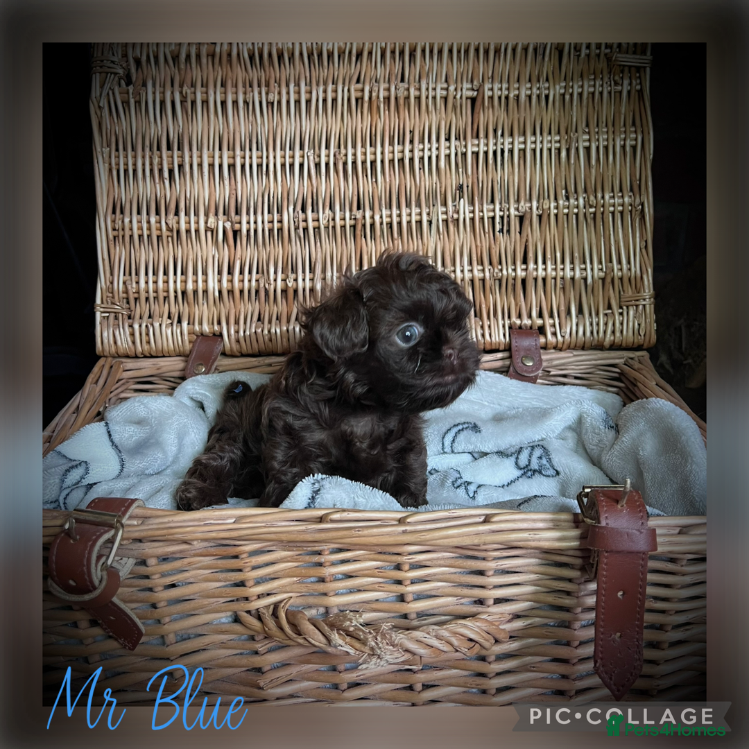 Shih Tzu dogs for sale: Stunning KC chocolate imperial Shihtzu puppies - Image 6