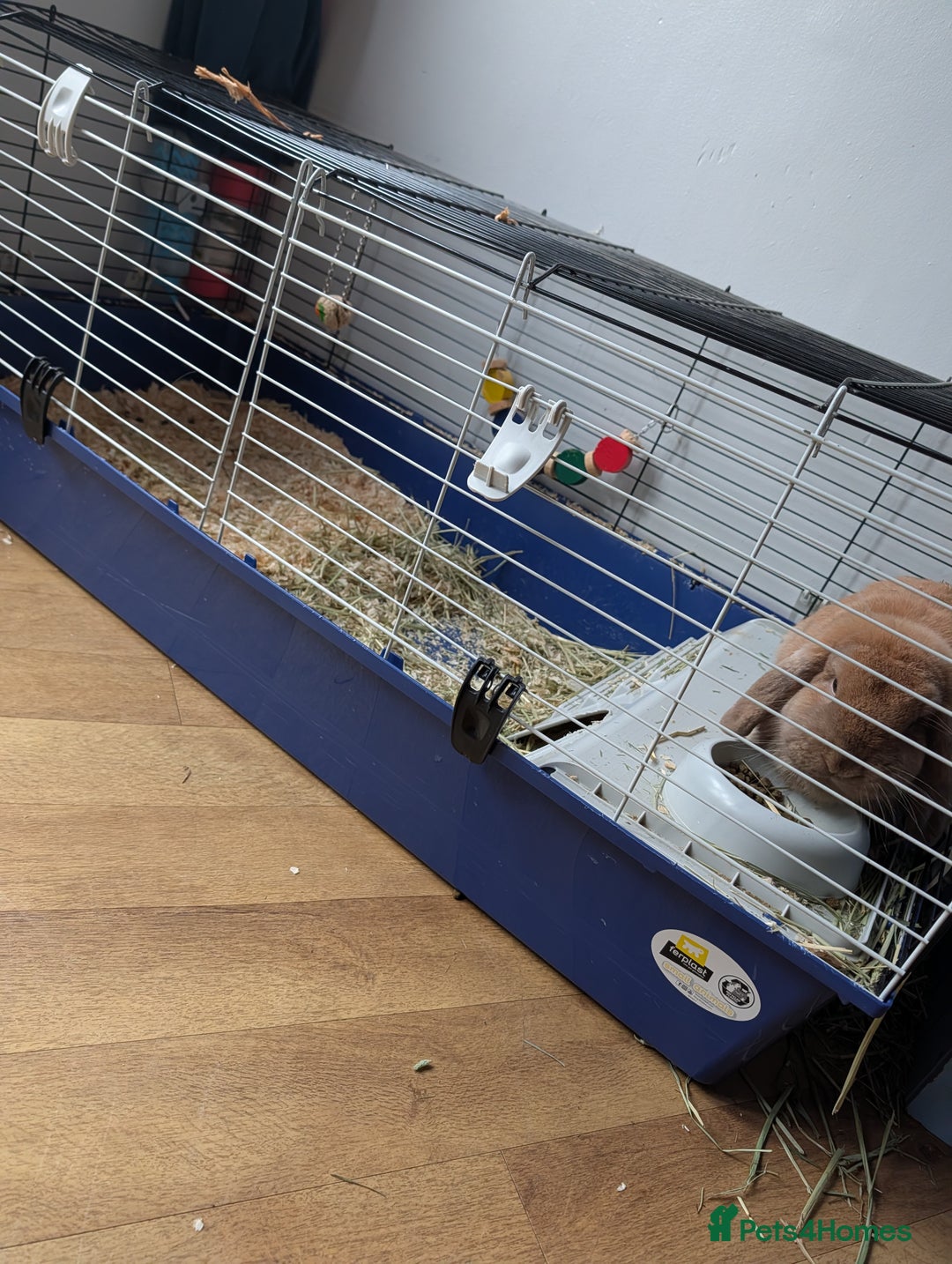 Mini Lop rabbits for sale: Mini lop ear male rabbit - Advert 5