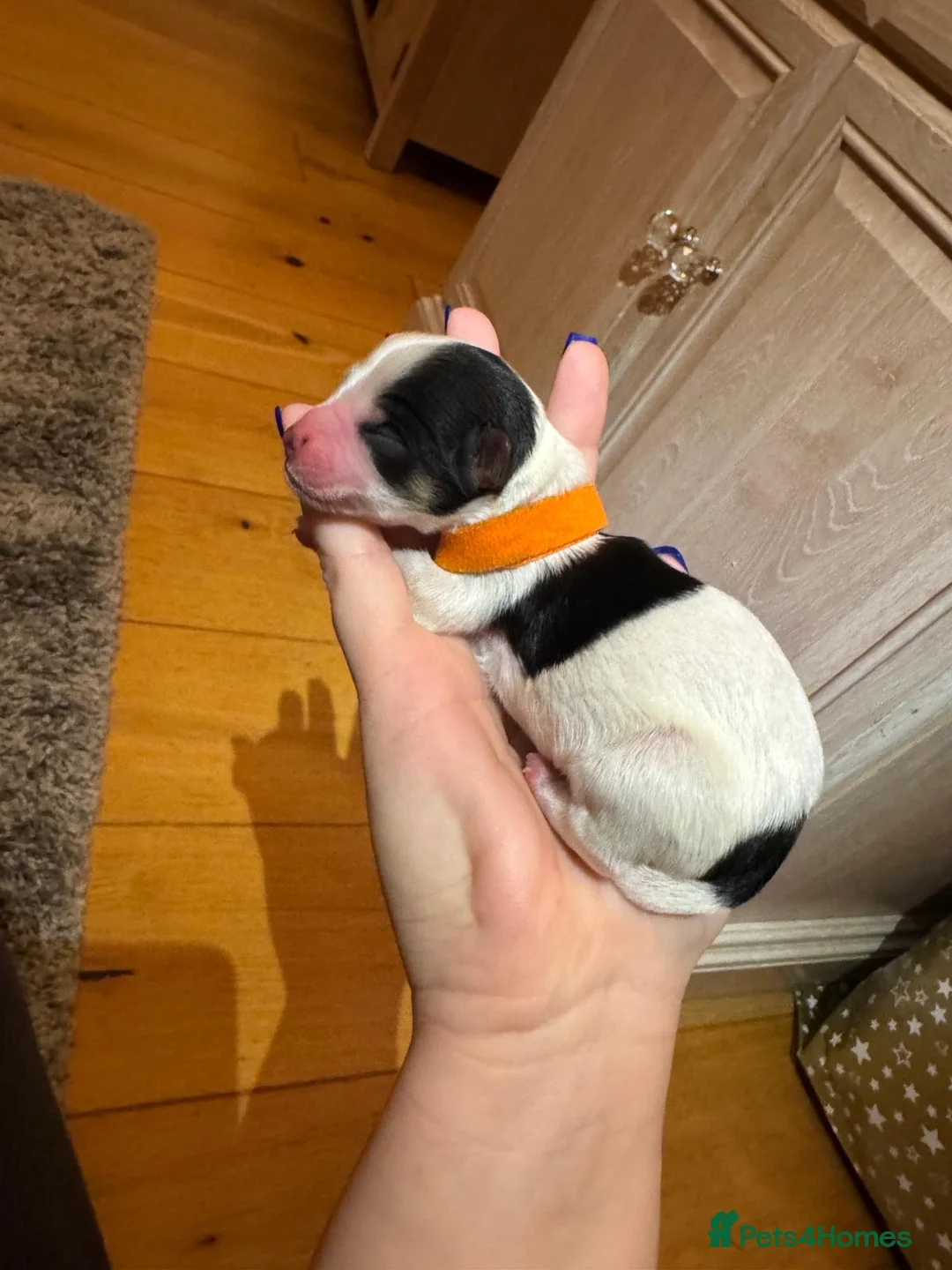 Biewer Terrier dogs for sale: Biewer Terrier puppies  - Advert 6