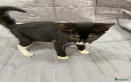 Bengal cats for sale: Beautiful female black and white kittenn - Image 2
