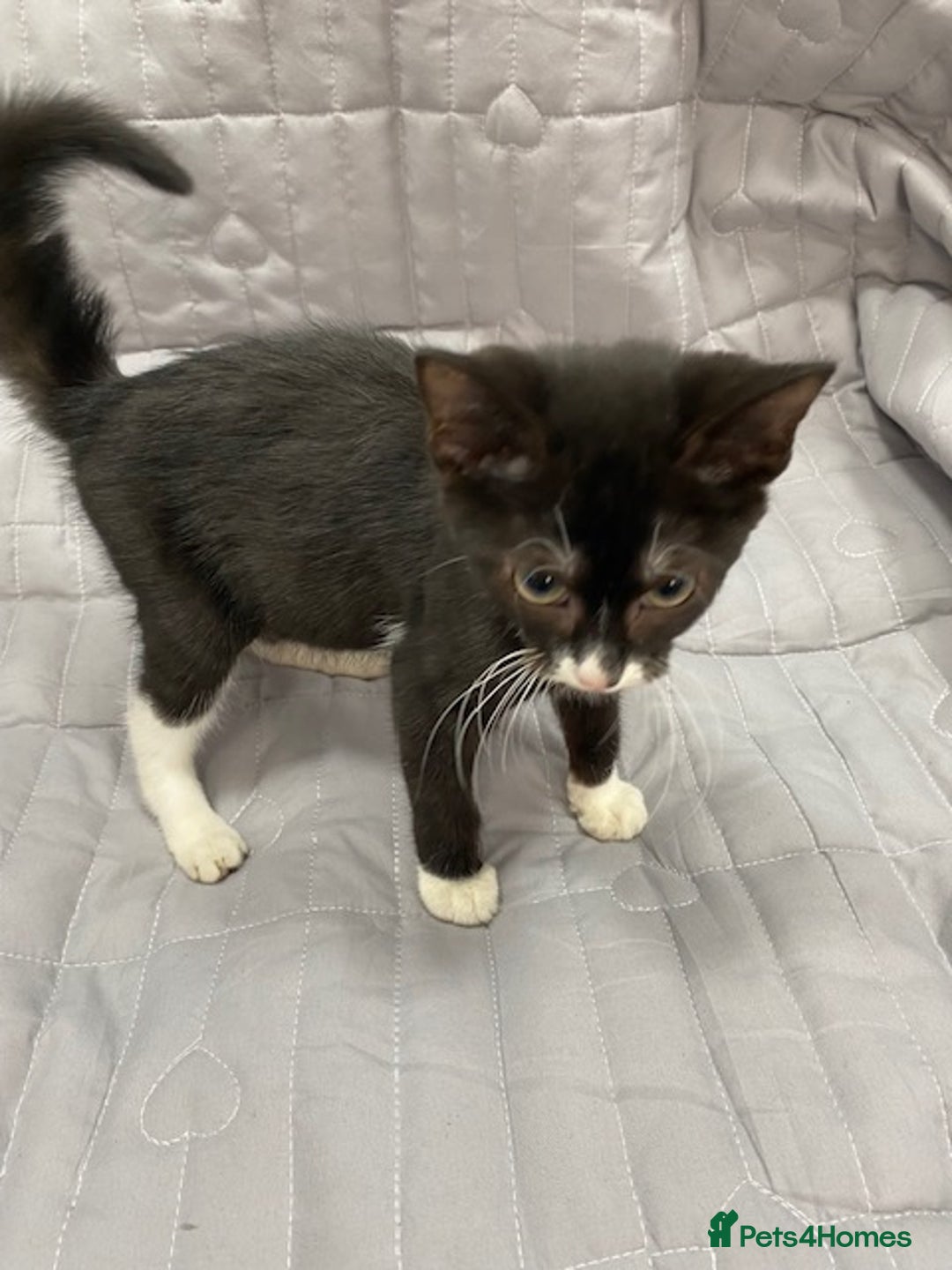 Bengal cats for sale: Beautiful female black and white kittenn - Image 2