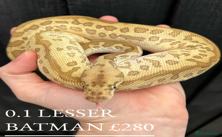 Python Snake reptiles - Advert 3