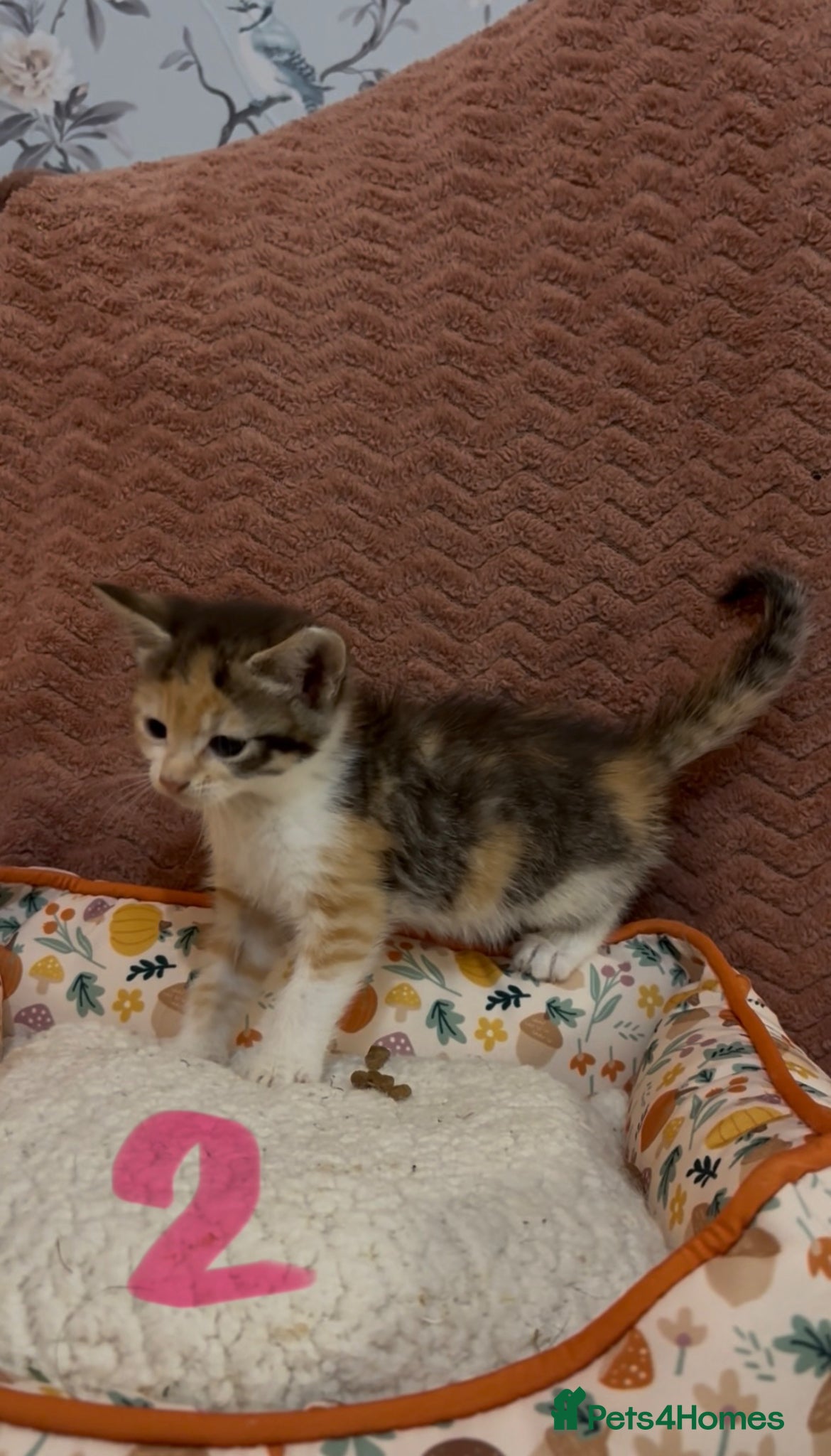 Mixed Breed cats for sale: 8 beautiful kittens ready for loving homes  - Advert 10