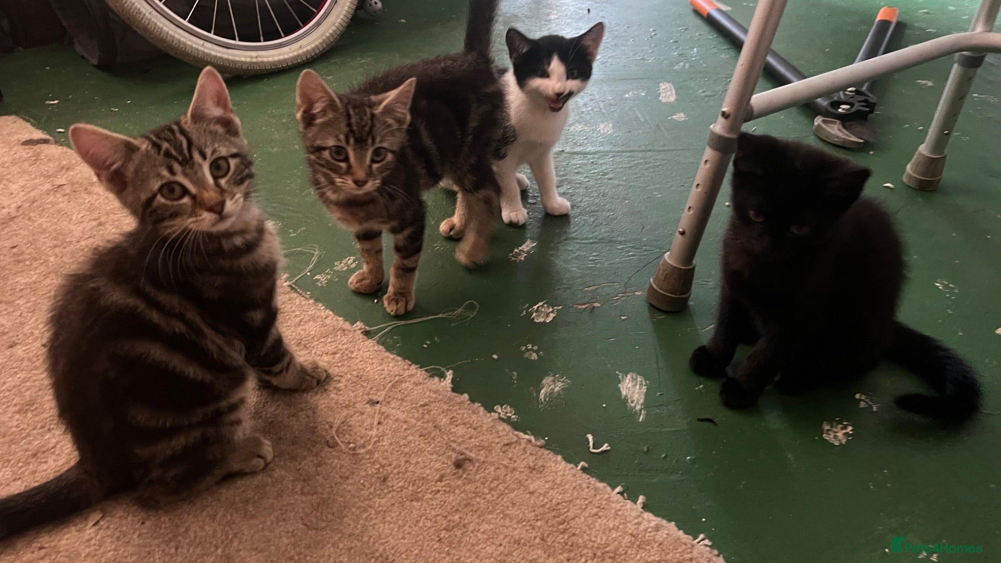 Mixed Breed cats 4 Adorable Kittens😍🐾 - Advert 1