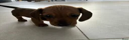 Miniature Dachshund dogs for sale: MINIATURE dachshund puppies UNIQUE fur patterns - Advert 19