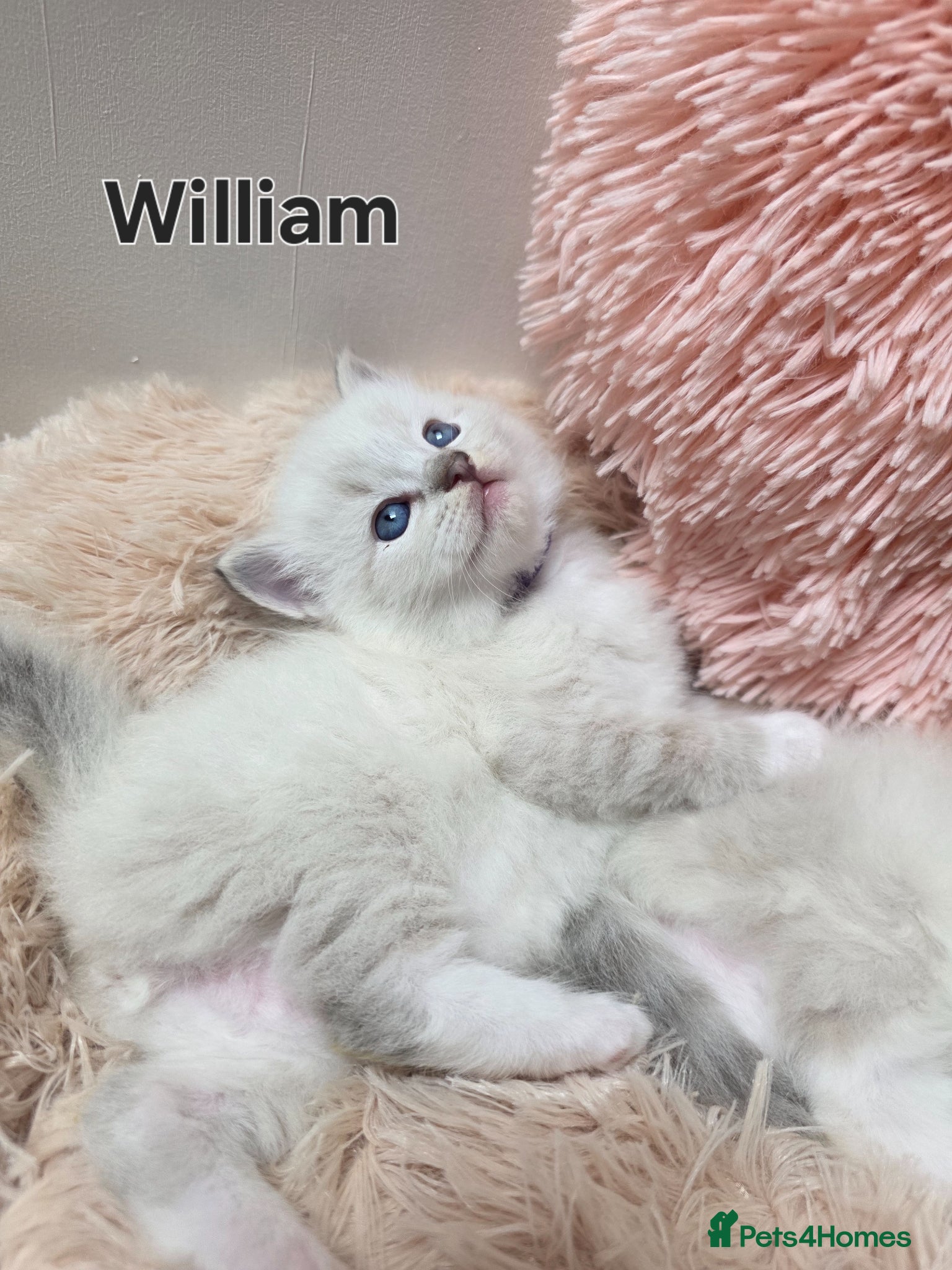 Ragdoll cats 😻Beautiful GCCF Registered Ragdoll Kittens😻 - Advert 1