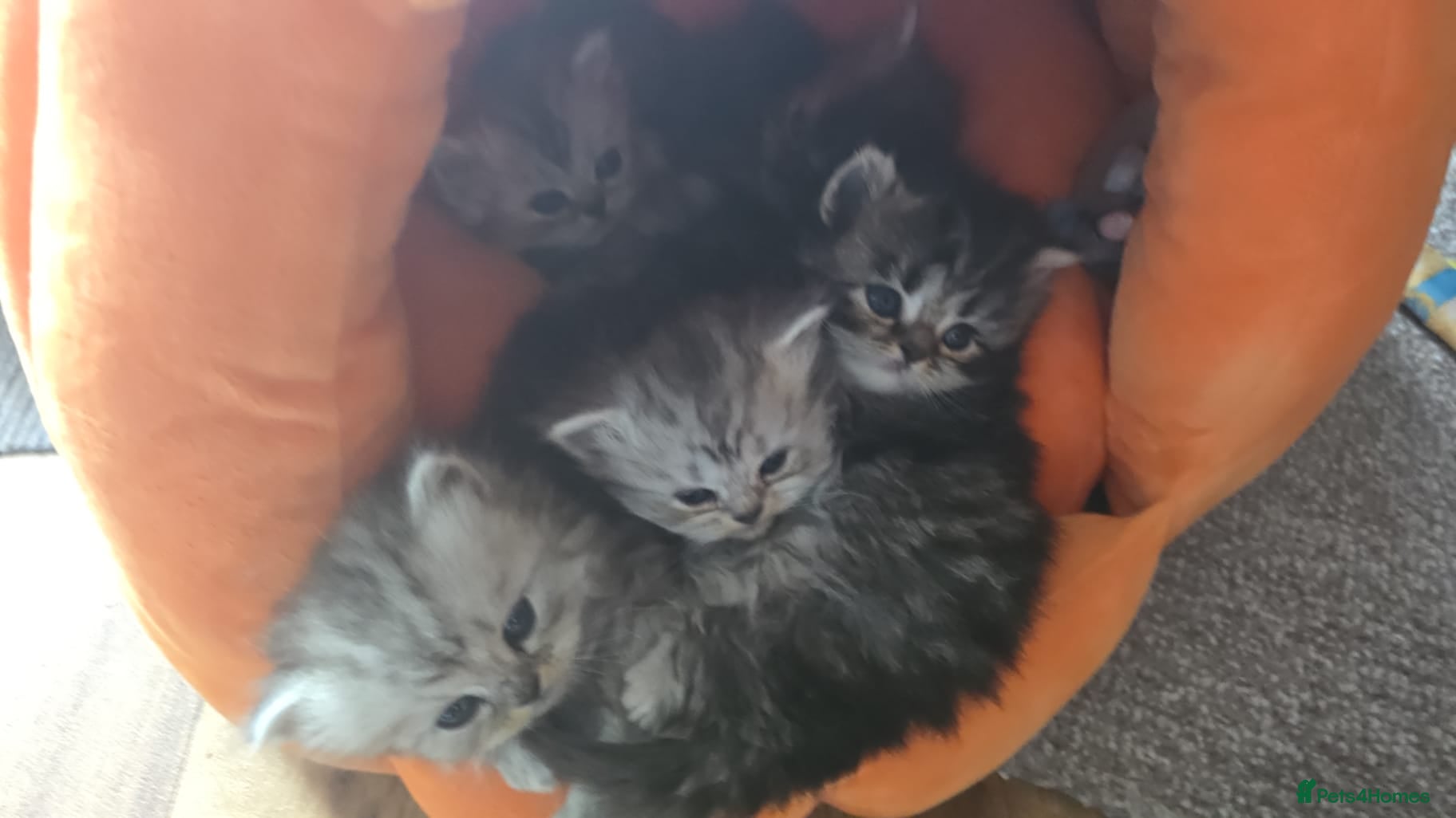 Persian cats Beautiful Persian chinchilla kittens 5 wks - Advert 10