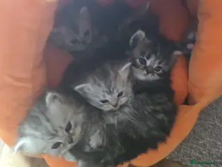 Persian cats Beautiful Persian chinchilla kittens 5 wks - Advert 6