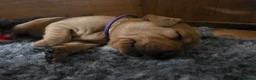 Labrador Retriever dogs for sale: Stunning Chunky KC Registered Red Labrador Puppies - Advert 8