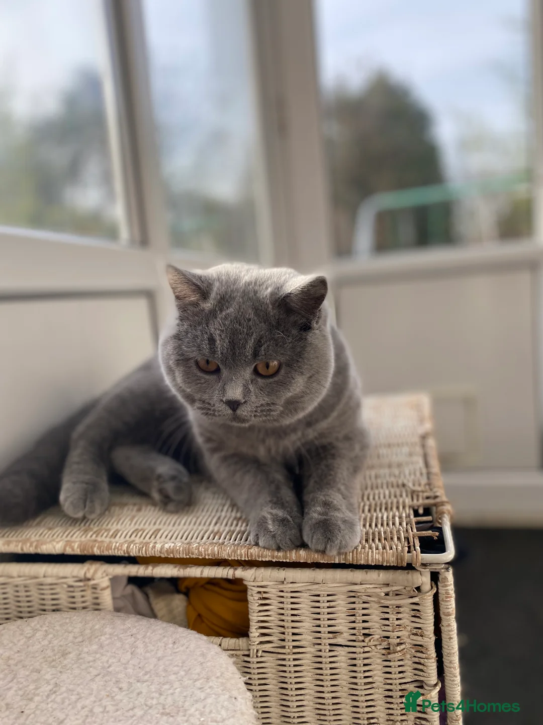 British Shorthair cats for stud: British Shorthair Fluffy Stud  in Colchester - Advert 5