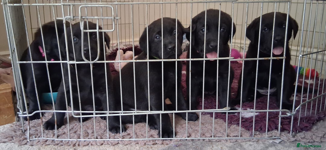 Labrador Retriever dogs for sale: Beautiful black Labrador puppies  - Image 8