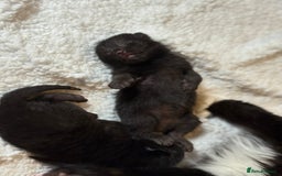 Domestic Shorthair cats for sale: 🐾✨ Gorgeous Fluffy Black Kittens – Ready 24/12 🐾 - Image 12