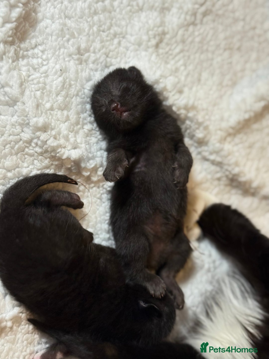 Domestic Shorthair cats for sale: 🐾✨ Gorgeous Fluffy Black Kittens – Ready 24/12 🐾 - Image 12