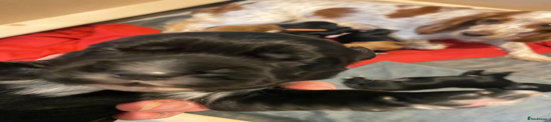 Cocker Spaniel Green