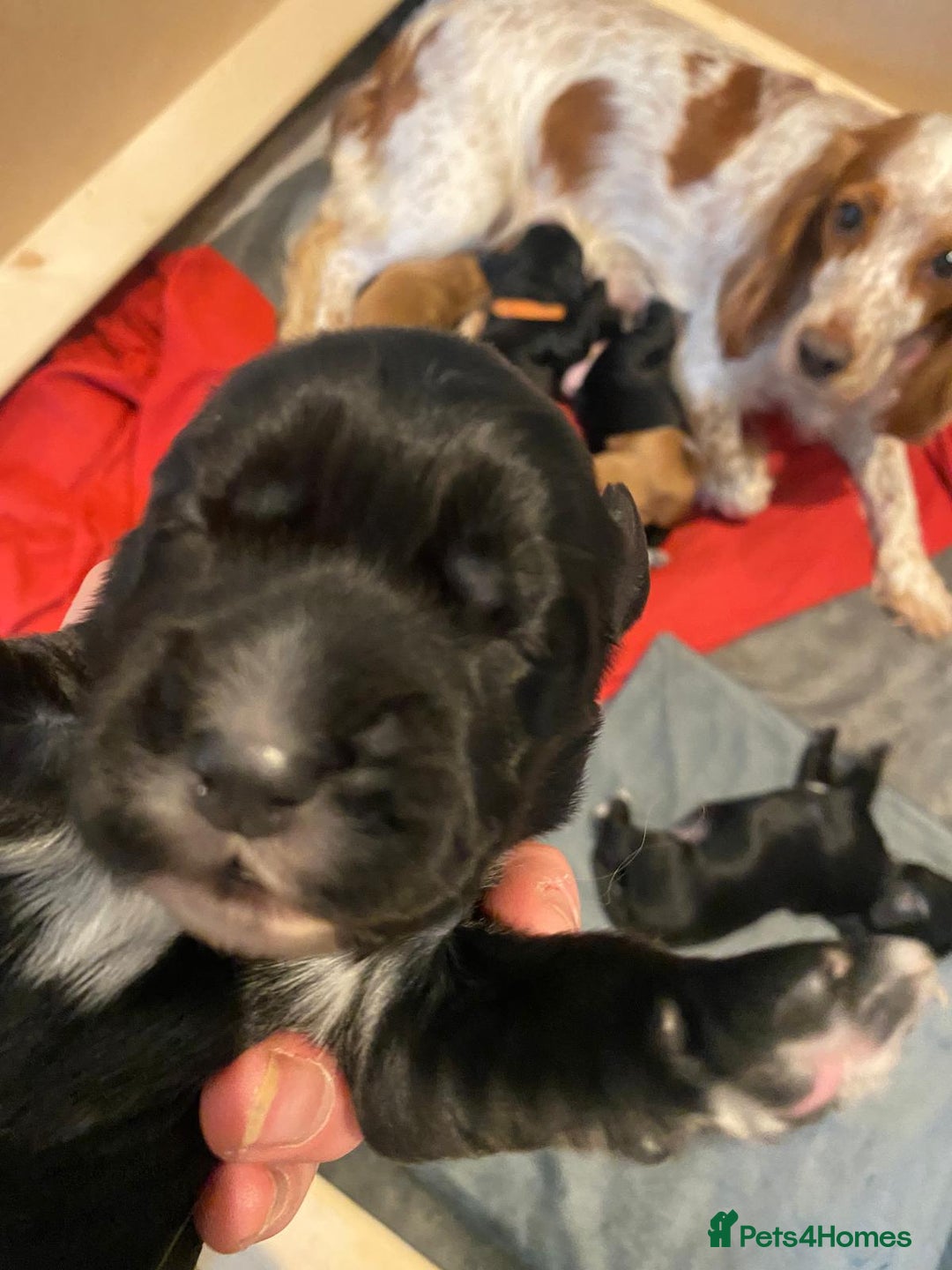 Cocker Spaniel dogs for sale: Working Cocker Spaniel Puppies - Advert 6