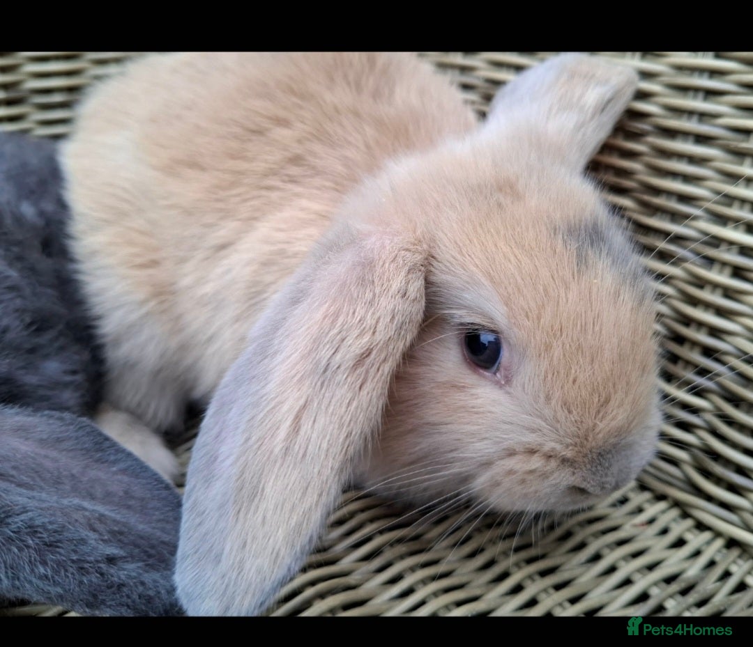 Mini Lop rabbits for sale: Baby mini lops ready to be reserved  - Image 10