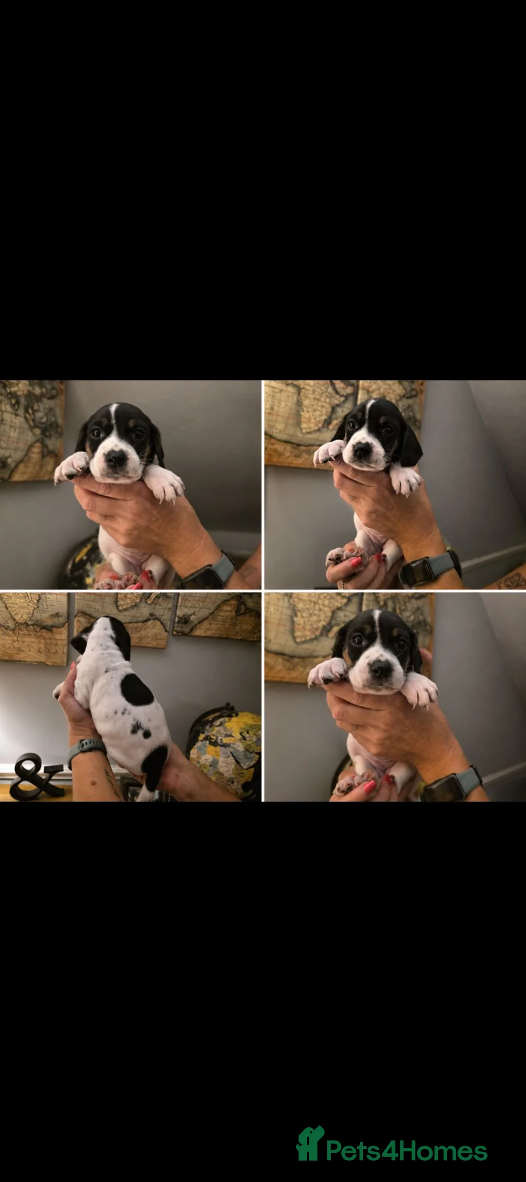 Mixed Breed dogs for sale: Patterdales (cocker/patterdale)  - Advert 13