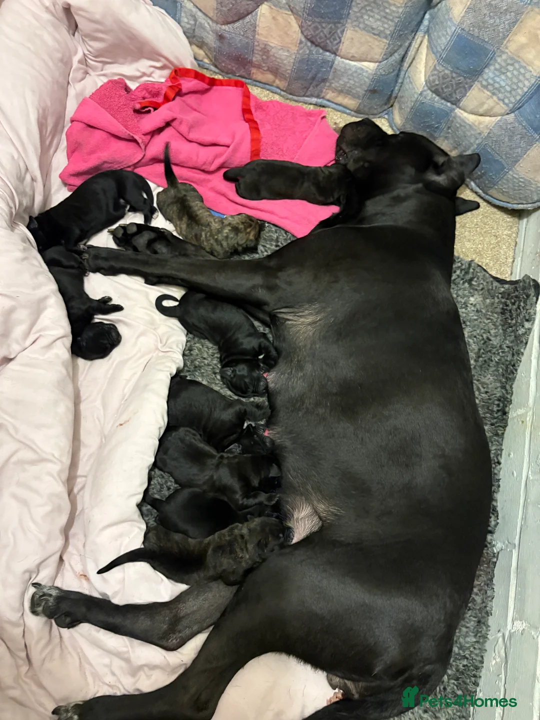 Cane Corso dogs for sale: Cane corso’s  - Advert 21