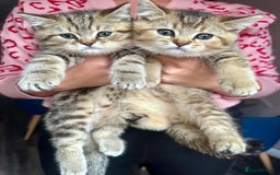 British Shorthair cats for sale: ❣️British shh TICA register Active Champion Line❣️ - Image 4