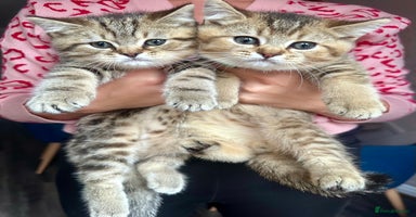 British Shorthair cats - Advert 6