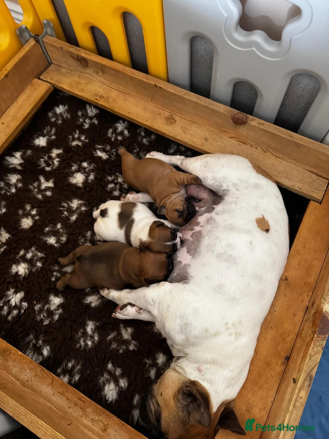 French Bulldog dogs for sale: Stunning standard true to type French bulldog pups - Advert 2