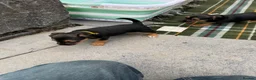 Patterjack dogs for sale: Patterjack puppy’s looking for loving home  - Advert 4