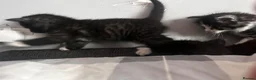Mixed Breed cats for sale: Fluffiest kittens available  - Advert 3