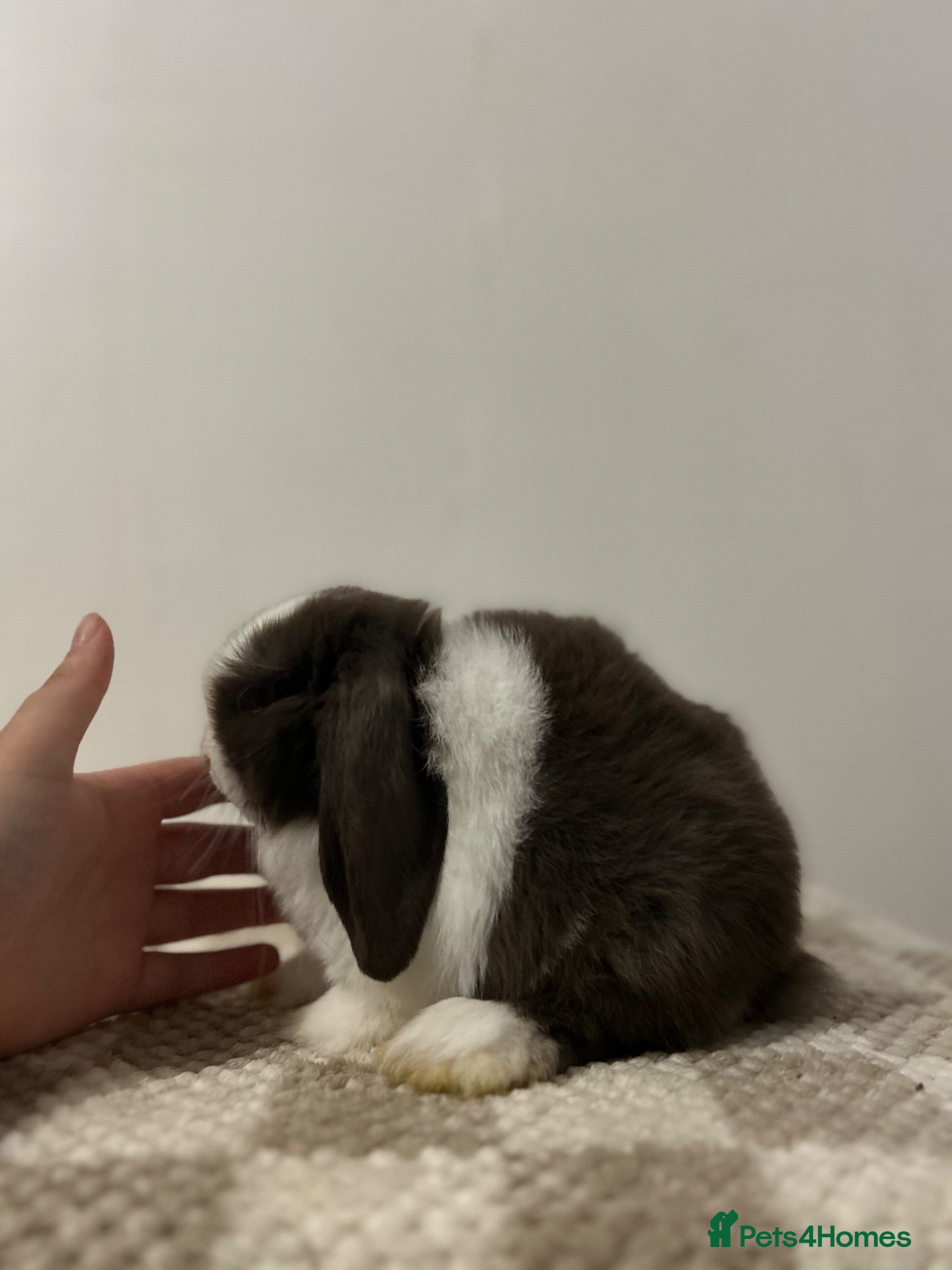 Mini Lop rabbits READY TO LEAVE - Advert 2