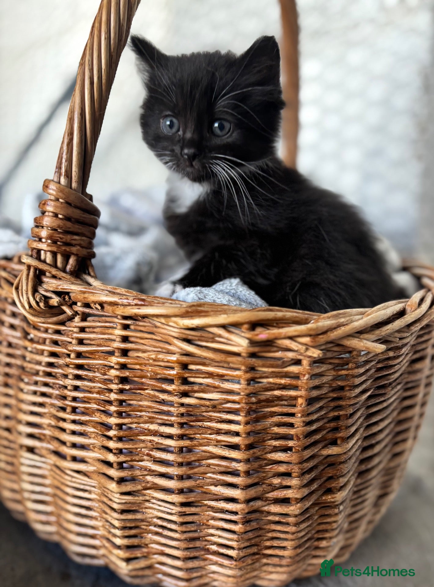 Mixed Breed cats Beautiful well handled kittens  - Advert 14