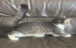 Mixed Breed cats for sale: Maincoon x Scottish fold  - Image 8