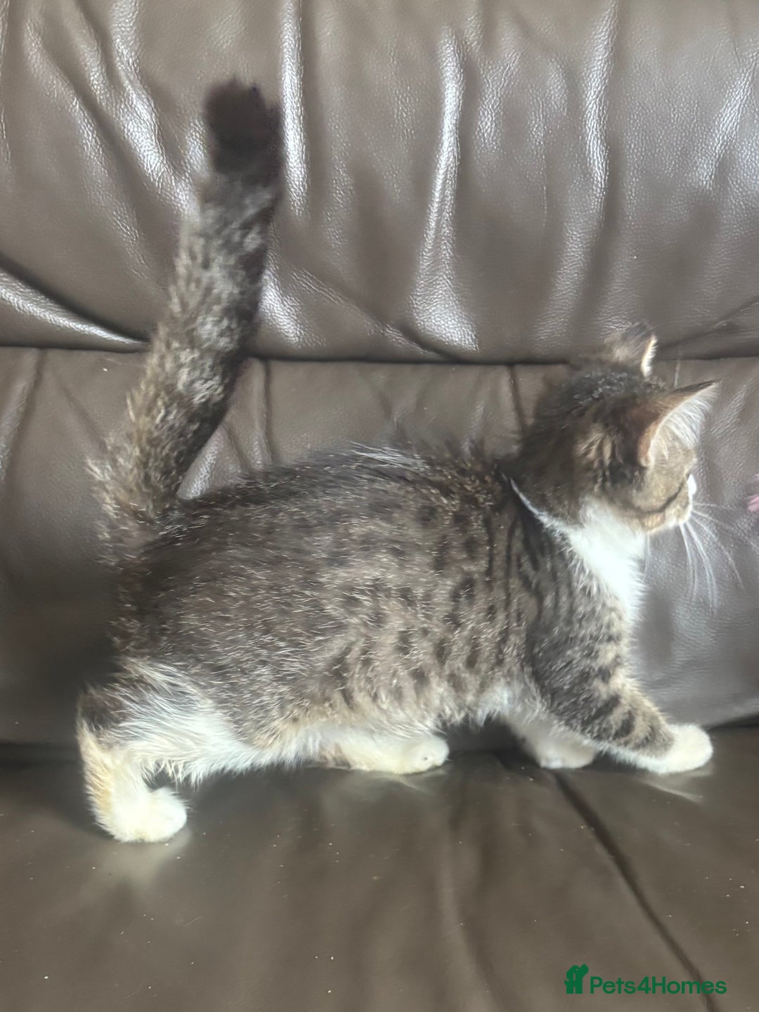 Mixed Breed cats for sale: Maincoon x Scottish fold  - Image 8