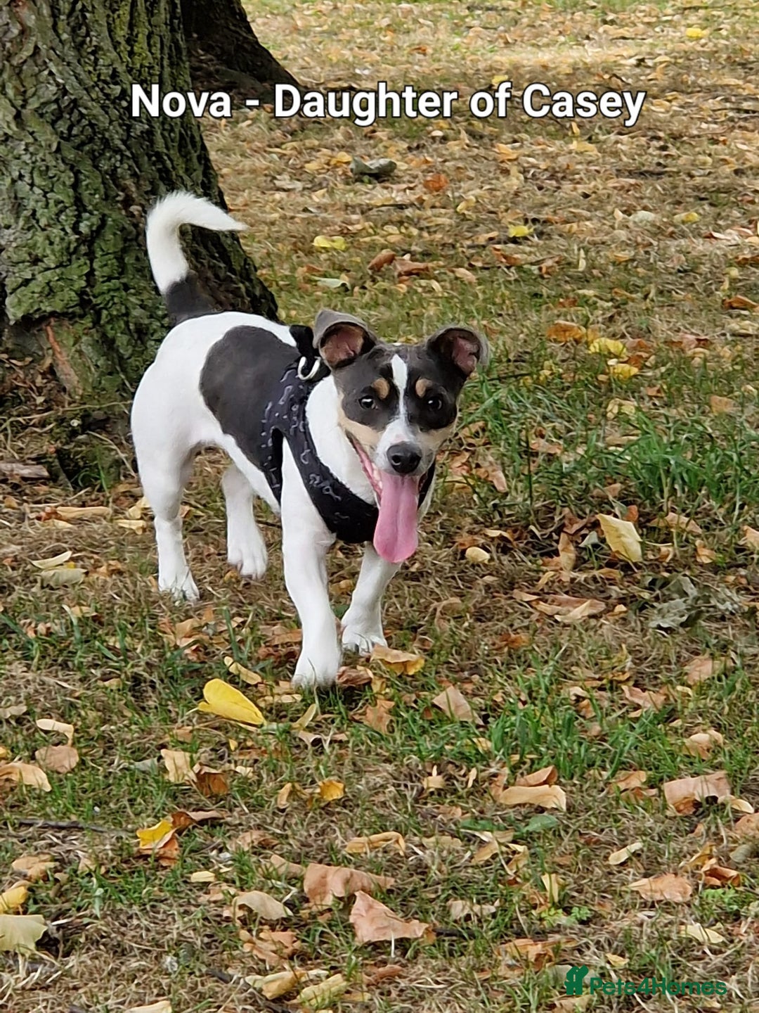 Jack Russell dogs for sale: Pure Jack russell puppies. Ultra-Rare colored.  - Advert 28