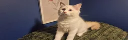 Ragdoll cats for sale: A very rare litter of kittens.  - Advert 14