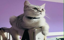 Scottish Fold cats for sale: Lovely silver white female looking for new home - Image 5