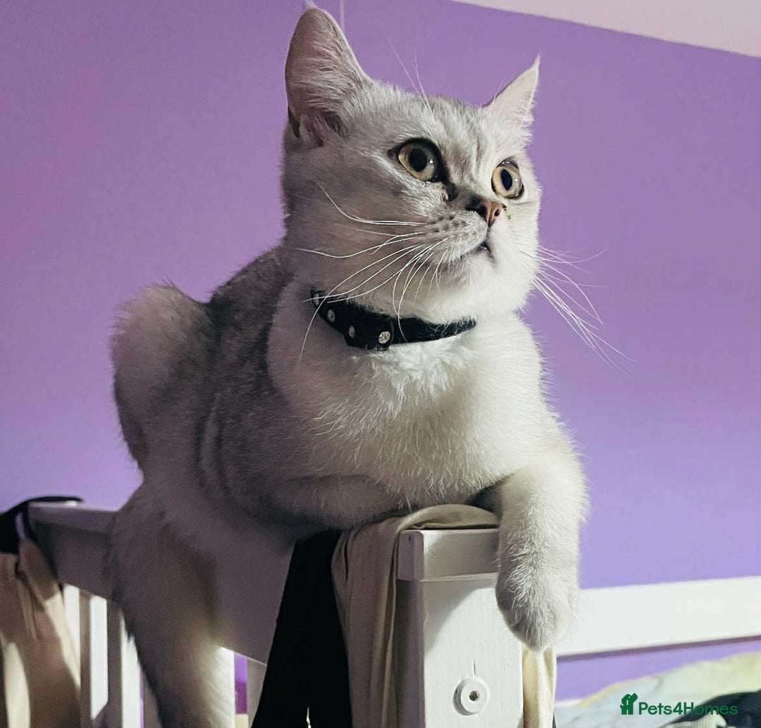Scottish Fold cats for sale: Lovely silver white female looking for new home - Image 5