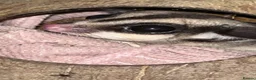Sugar Glider rodents for sale: 2 female sugar glders in South Ockendon - Advert 7